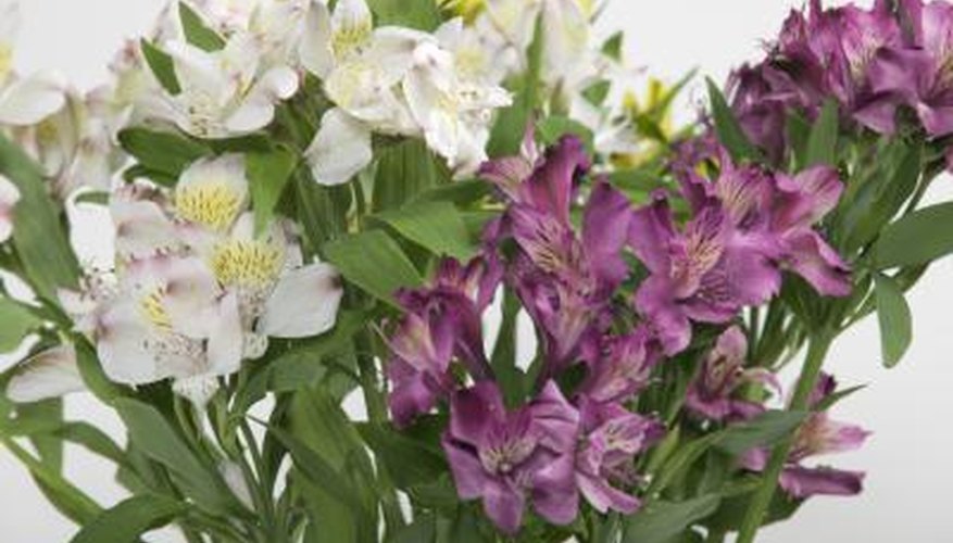 Peruvian lilies are beautiful, but they can harm your cat.