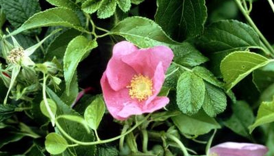 Rosa rugosa is attractive but persistent.