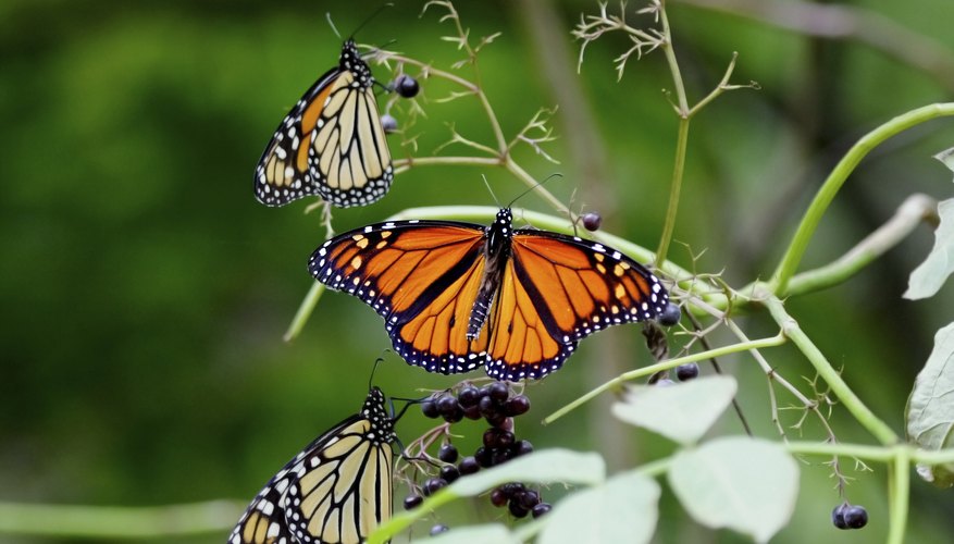 The Characteristics Of The Monarch Butterfly
