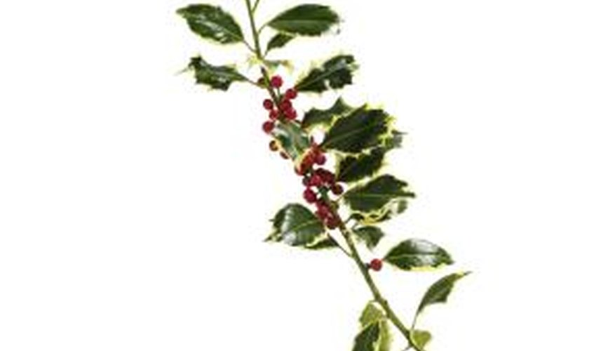 Holly branches have attractive berries.