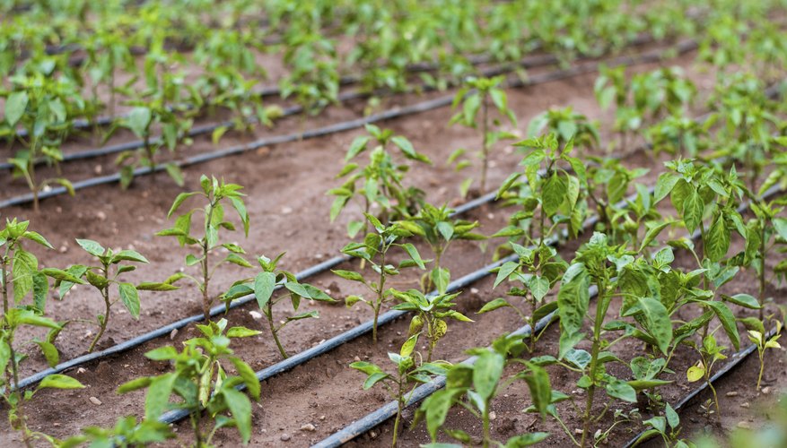 Photo Credit: Milan Stojanovic/iStock/Getty Images Pepper plants with drip irrigation