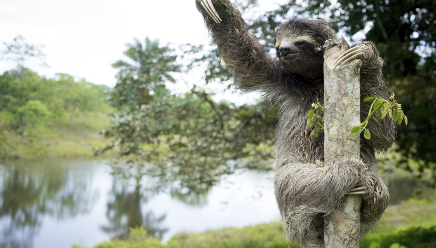 Sloths spend most of their time in trees.