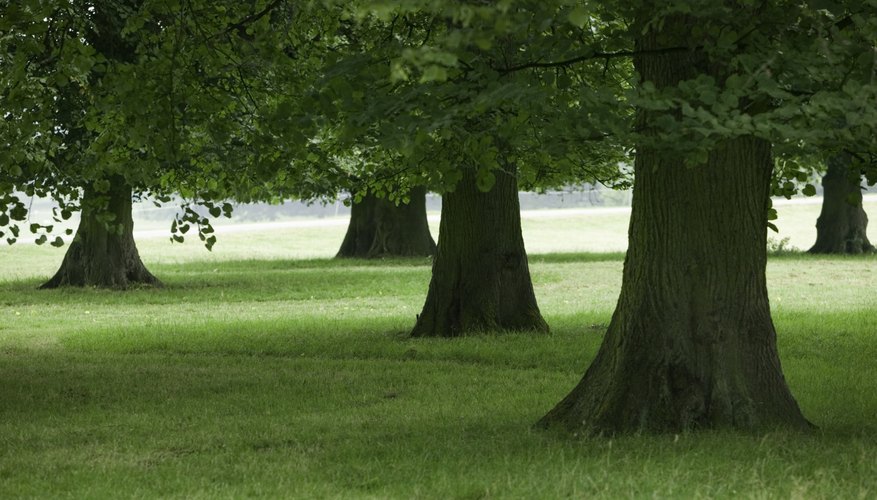Trees are metaphors.