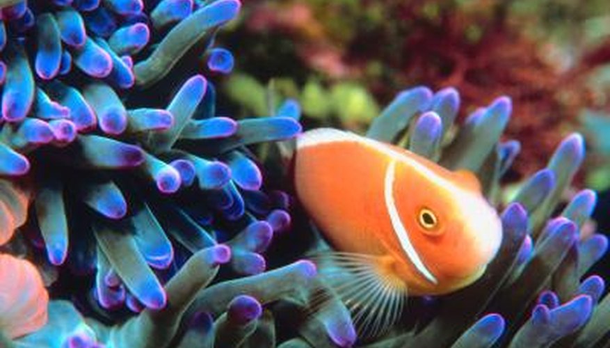 Clownfish live among sea anemone as protection from predators.