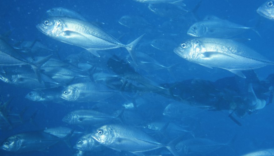 The University of Texas’ “Science and the Sea” radio show is heard in 41 states.