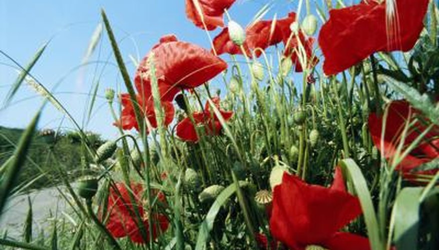 Some poppy roots survive underground until the following year.