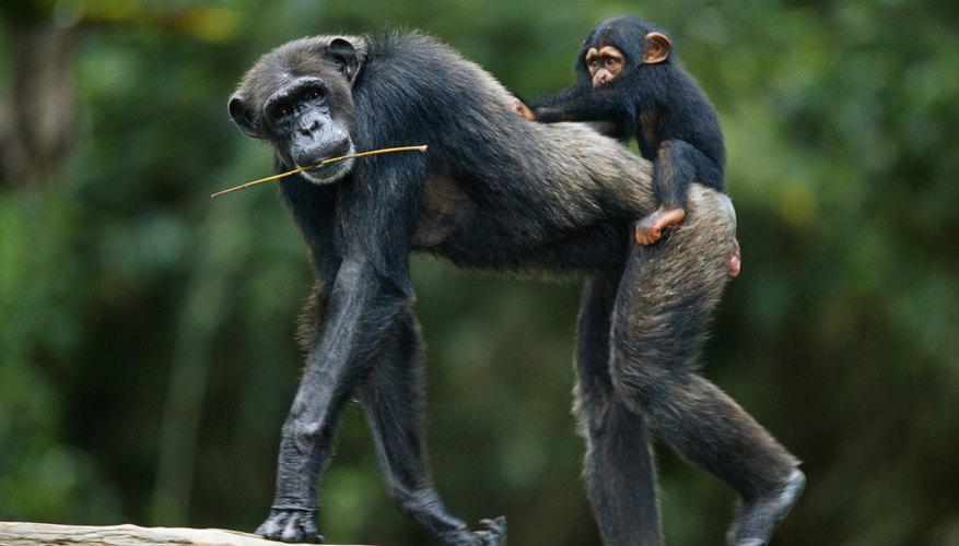 Chimpanzee walking with baby in rainforest.