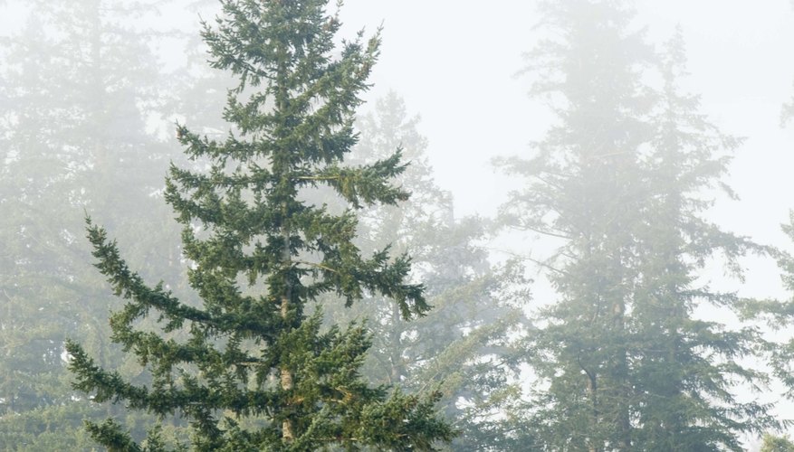 A pine tree with an eagle perched atop represents the defeat of the evil Tadadaho and peace of the Iroquois Confederacy.