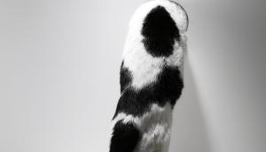 What Does It Mean When a Cat Scratches the Wall? Pets The Nest