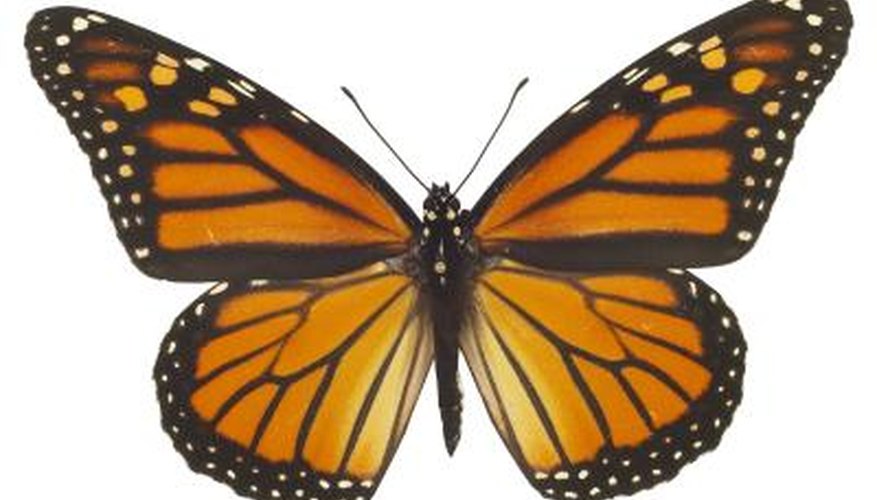 Butterflies are one of the many species of insects that undergo complete metamorphosis.