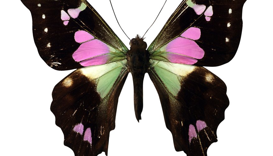According to American folklore, a butterfly in the home may symbolize a wedding.
