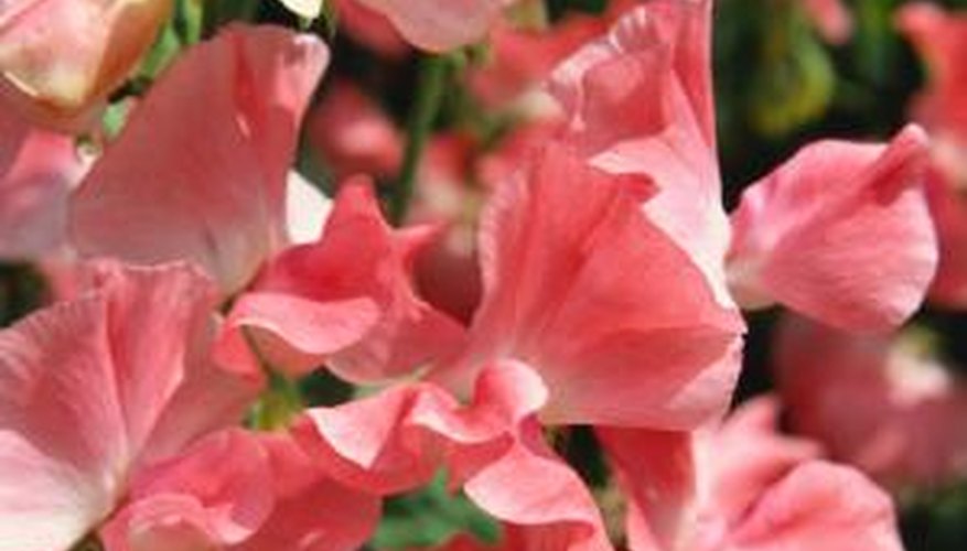 Sweet peas are climbing plants that can grow up on almost anything.