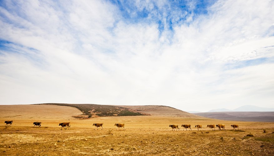 Photo Credit: Don Bayley/iStock/Getty Images Cattle march across a drought affected landscape