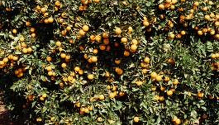 Citrus trees can benefit from homemade fertilisers.