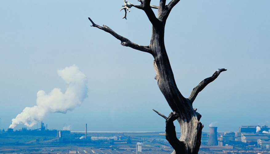 Forest affected by acid rain