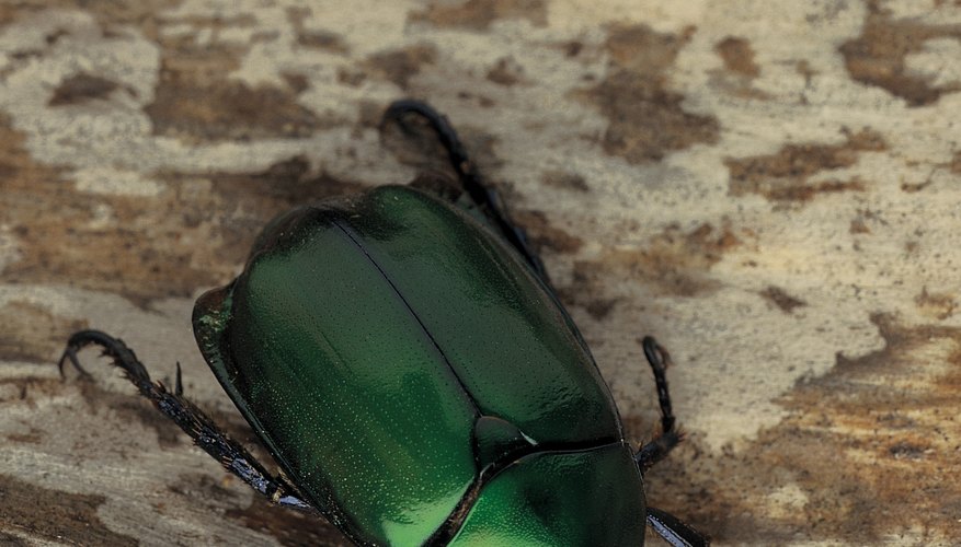Amulets in the shape of the scarab were often made to resemble its real-life blue-green color.