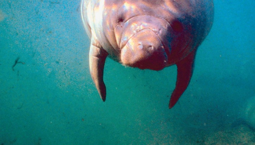 Tourists sometimes get too close to manatees in Florida.