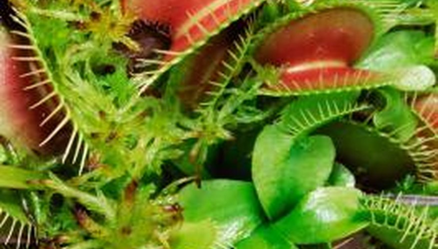 A patch of Venus fly traps.