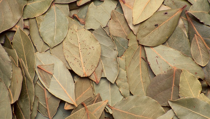 The bay leaf comes from laurel trees.