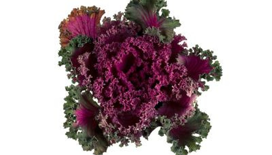 Help ornamental cabbage grow into the spotlight during the autumn weeks.