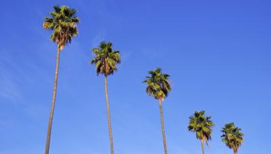 California fan palms grow tall and line many Los Angeles streets.