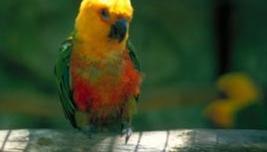 Male and female sun conures are nearly identical in appearance.
