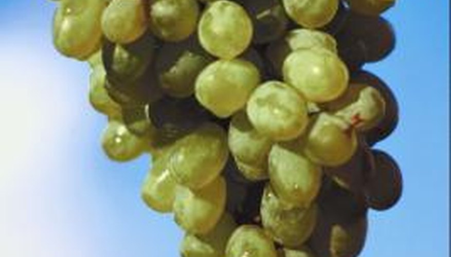 White grape juice contains no sorbitol.