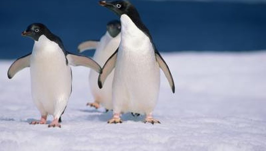 Most penguins live in arctic weather conditions near a body of water.