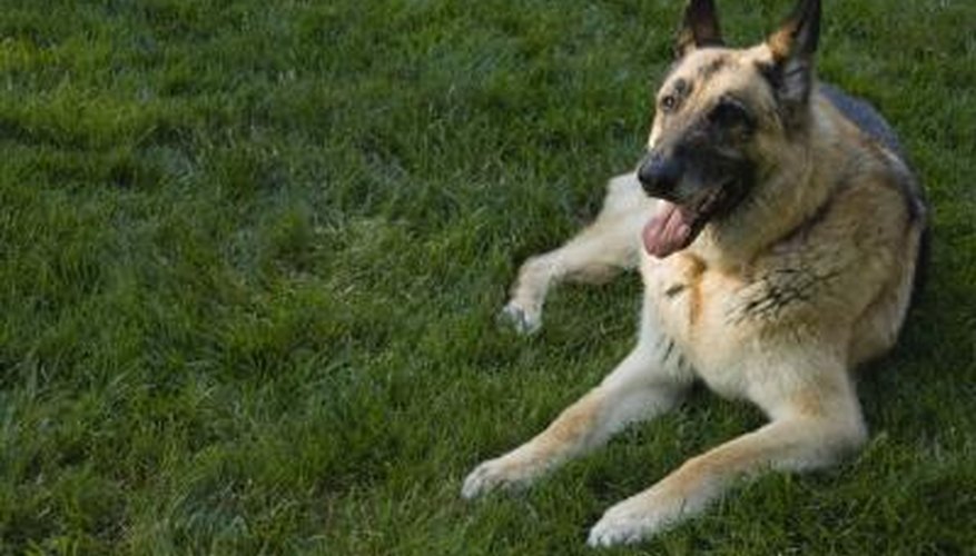 How To Stop Bad Habits In A German Shepherd | Pets - The Nest