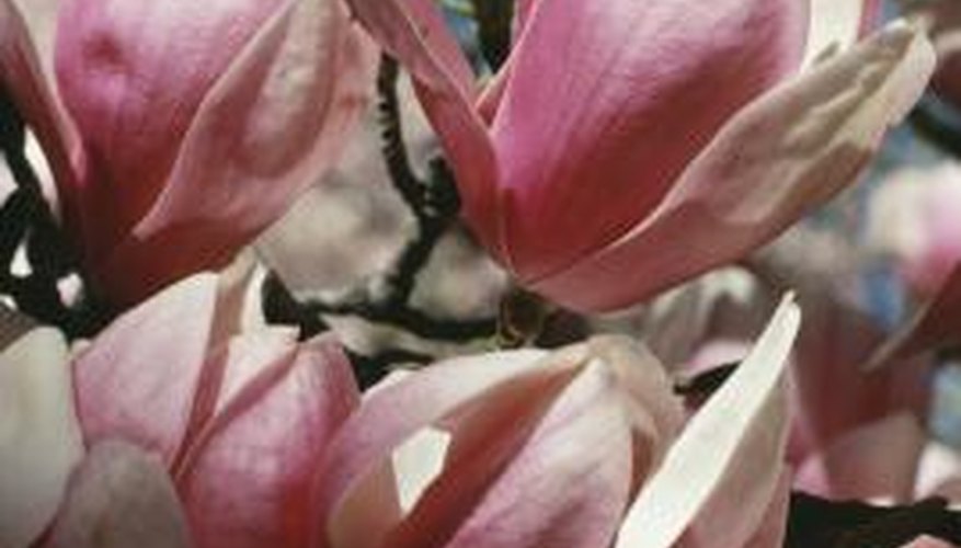 The beautiful flowers of the magnolia tree make it a wonderful specimen plant.