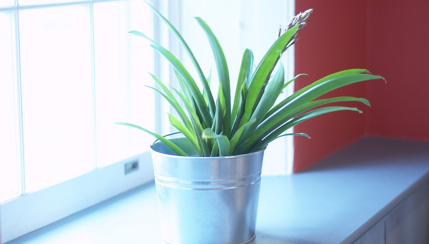 A potted plant is at the heart of the children's revenge scheme.