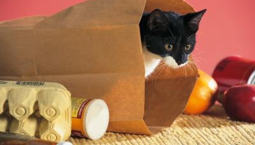 Bordetella Vaccine for Cats Pets The Nest
