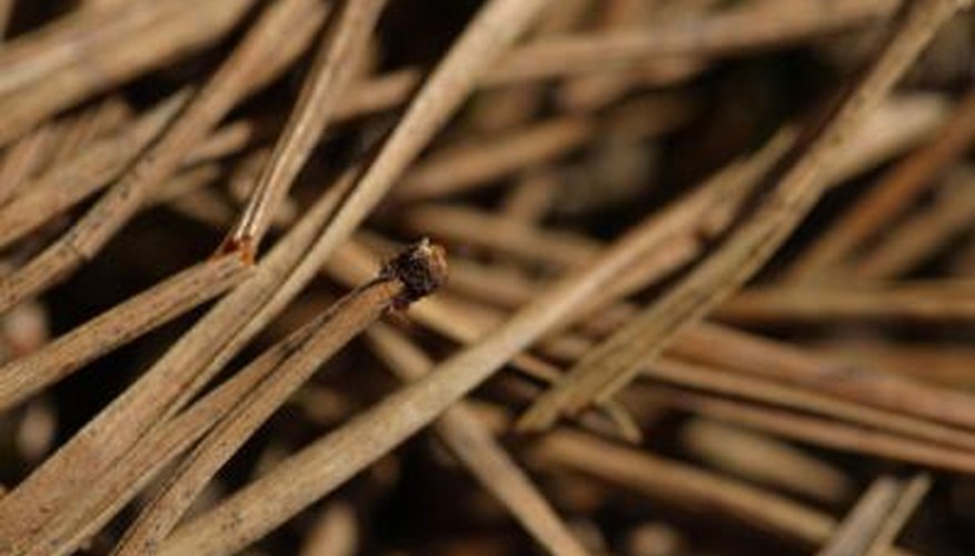 Some vacuums can clean up pine needles.