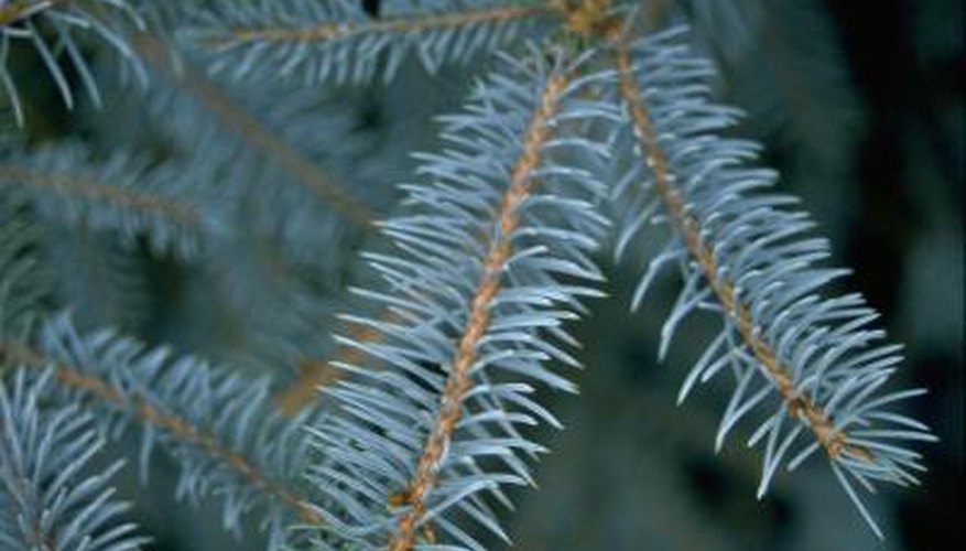 Mild inner browning of needles on blue spruce is natural.
