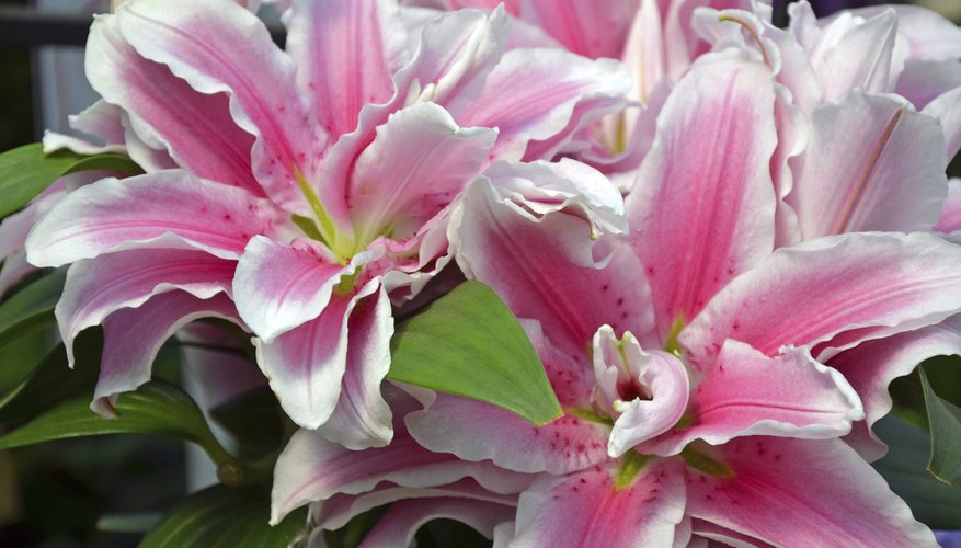 An arrangement of delicate pink stargazer lillies.