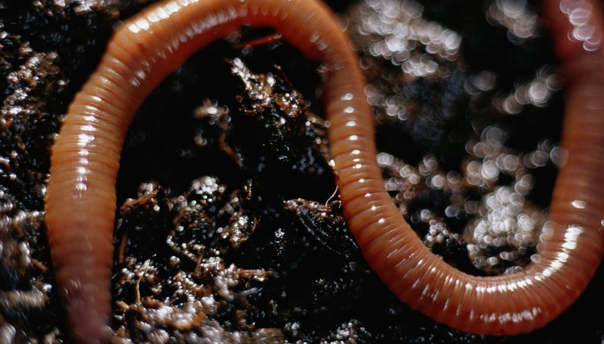 Are red hotsell wigglers native