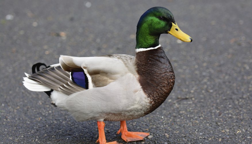 Duck, Definition, Types, & Facts