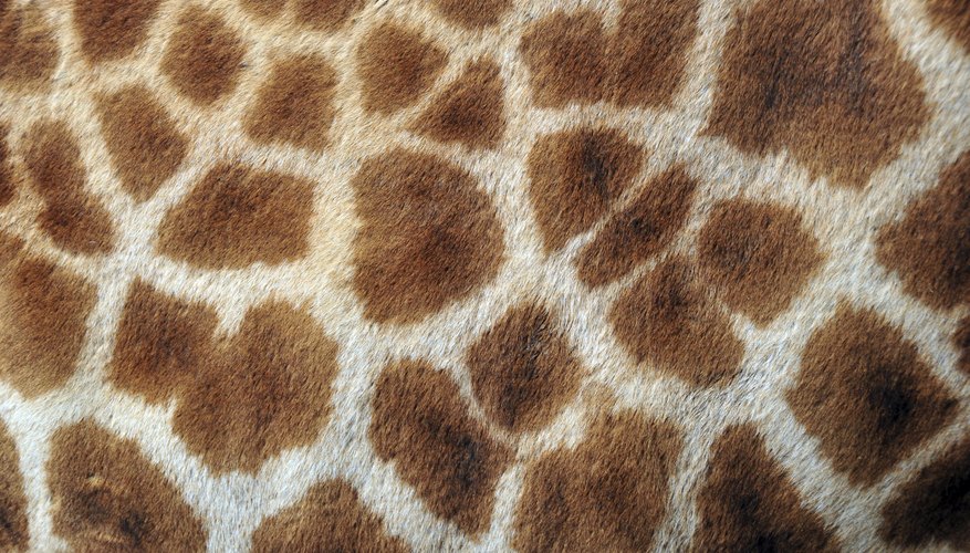 For a math lesson, create patterns of spots on a blank giraffe template.