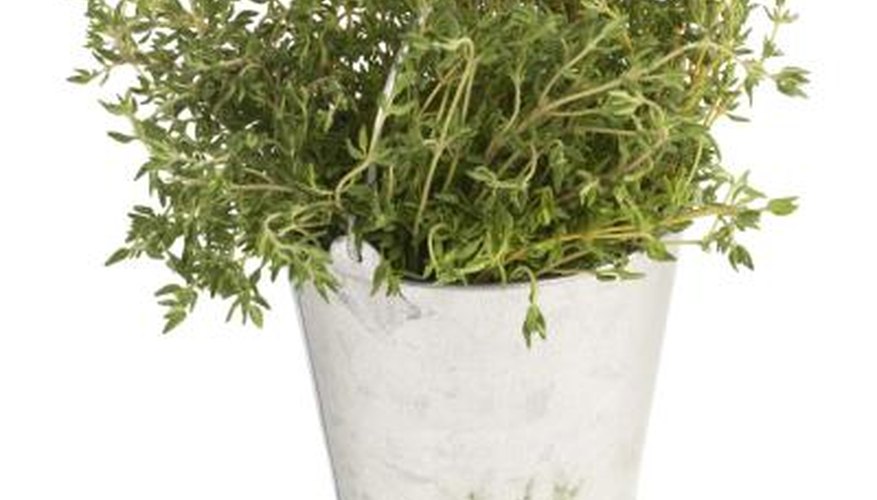 Healthy rosemary is bright green.
