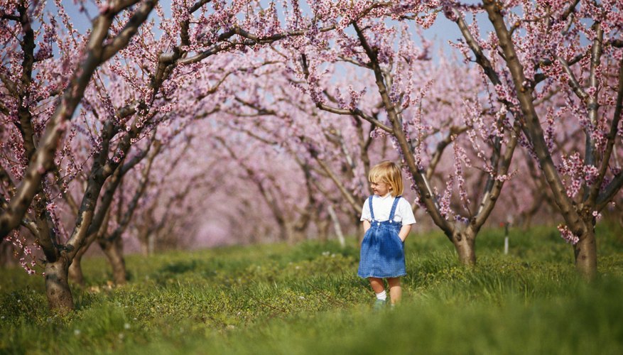In the Torah, fruit trees symbolize God's provision and generous goodness.