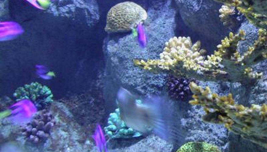 Toadstool corals are easy to care for.