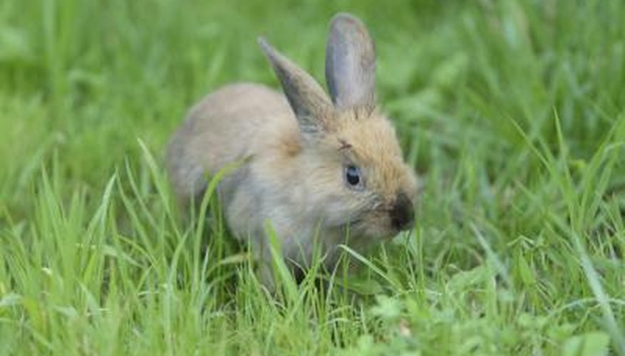 Always supervise your pet rabbit closely when outdoors.