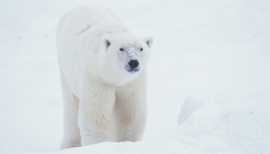 Show how blubber keeps polar bears warm.