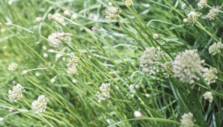 Chives can become persistent pests if left to grow unchecked.