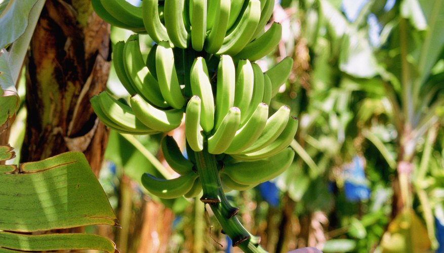 Se dice también que la empresa bananera se habría negado a pagar las indemnizaciones a las familias damnificadas.