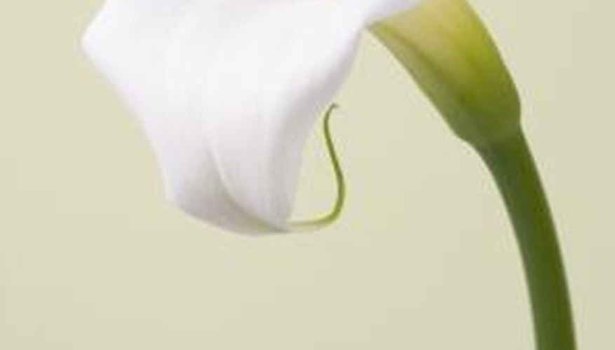 Calla lilies use flowers to reproduce.