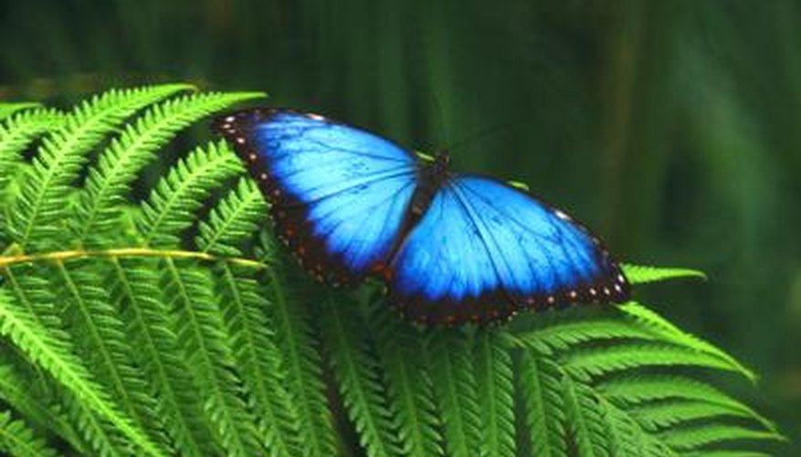 The blue morpho butterfly hides the bright colour of its wings when it flies.
