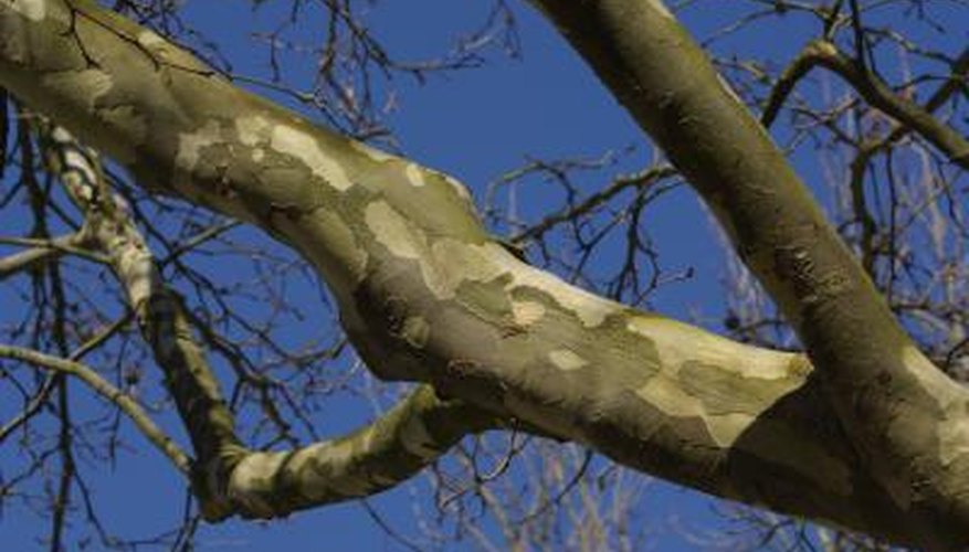 Sycamore bark has a distinctive pattern.