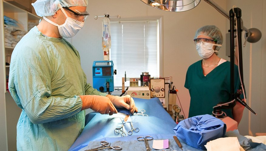 El trabajo de los veterinarios se prevé que aumentará un 33%.
