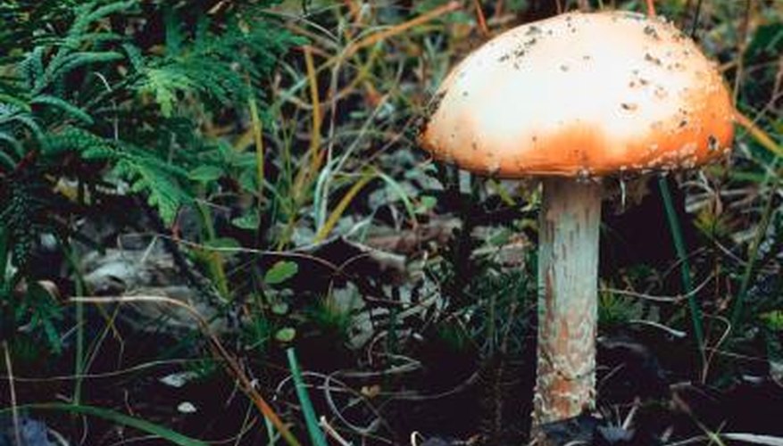 Kill unsightly mushrooms in your lawn with a vinegar solution.